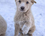 Собаки в Лосином-Петровском: Ромо якутенок ппбж  Девочка, Бесплатно - фото 1