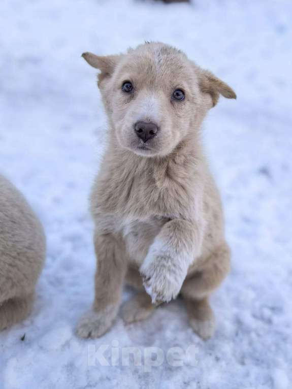 Собаки в Лосином-Петровском: Ромо якутенок ппбж  Девочка, Бесплатно - фото 1