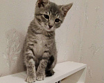 Кошки в Краснодаре: Полосатый мальчик Тишка Мальчик, Бесплатно - фото 4