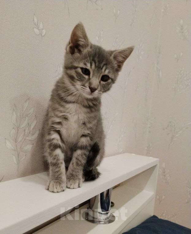 Кошки в Краснодаре: Полосатый мальчик Тишка Мальчик, Бесплатно - фото 4