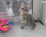 Кошки в Москве: Шотландские вислоухие котята Мальчик, 12 000 руб. - фото 8