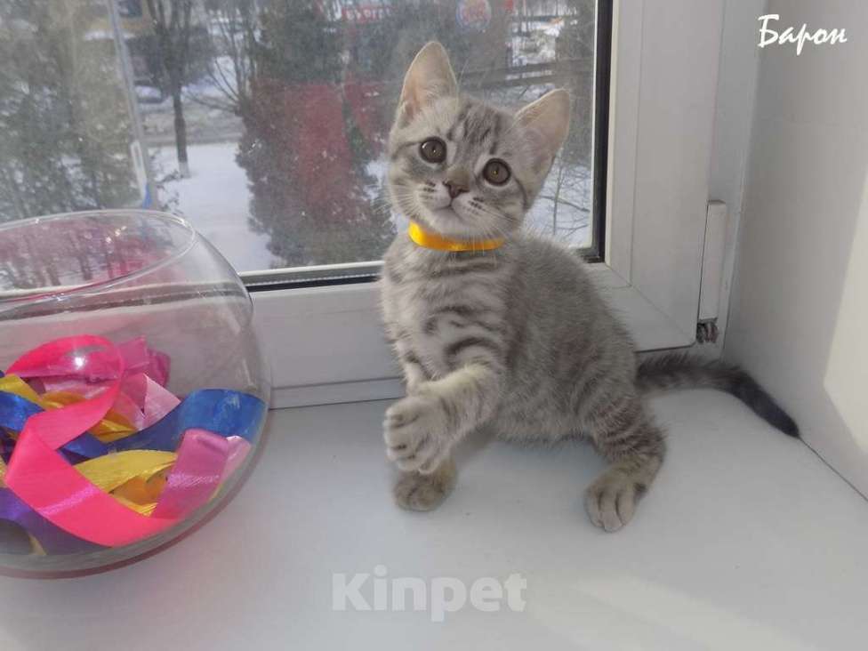 Кошки в Москве: Шотландские вислоухие котята Мальчик, 12 000 руб. - фото 8