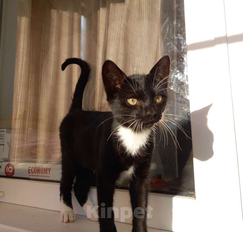 Кошки в Москве: Милый Котёнок Стёпка в ваш дом Мальчик, Бесплатно - фото 2