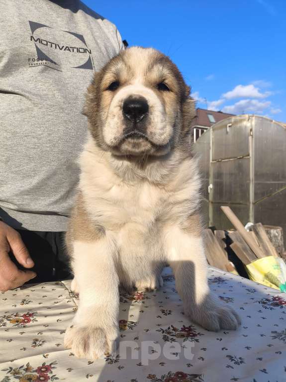 Собаки в Ногинске: Предлагаются к продаже щенки среднеазиатсой овчаркаи (алабай)я Разнополые, 50 000 руб. - фото 7