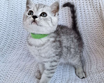 Кошки в Королеве: Британские котята Табби Мальчик, 7 000 руб. - фото 3