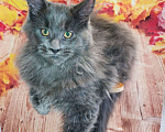 Кошки в Москве: Флинт  Мальчик, 65 000 руб. - фото 3
