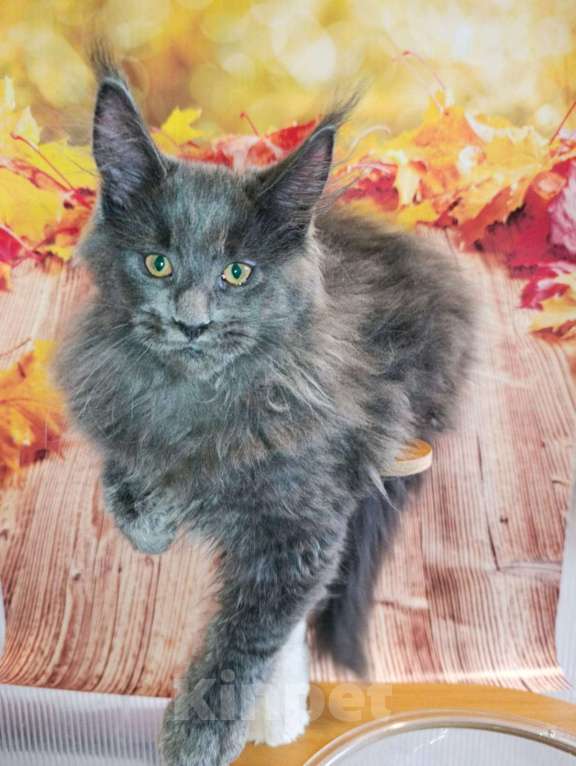 Кошки в Москве: Флинт  Мальчик, 65 000 руб. - фото 3