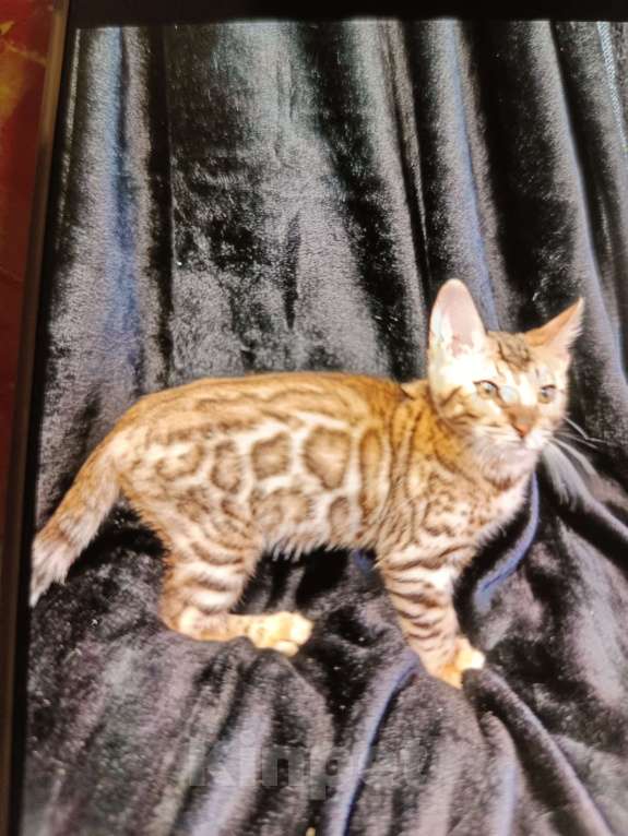 Кошки в Лыткарино: Бенгальский котенок мальчик  Норд Мальчик, 25 000 руб. - фото 3