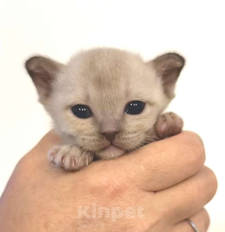 Кошки в Москве: Котята европейской бурмы. Мальчик, 40 000 руб. - фото 3