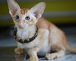 Кошки в Подольске: Котята Ориентальчики Мальчик, 40 000 руб. - фото 1