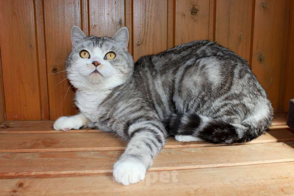 Кошки в Санкт-Петербурге: Мрамор на серебре шикарная красавица Девочка, 1 000 руб. - фото 5