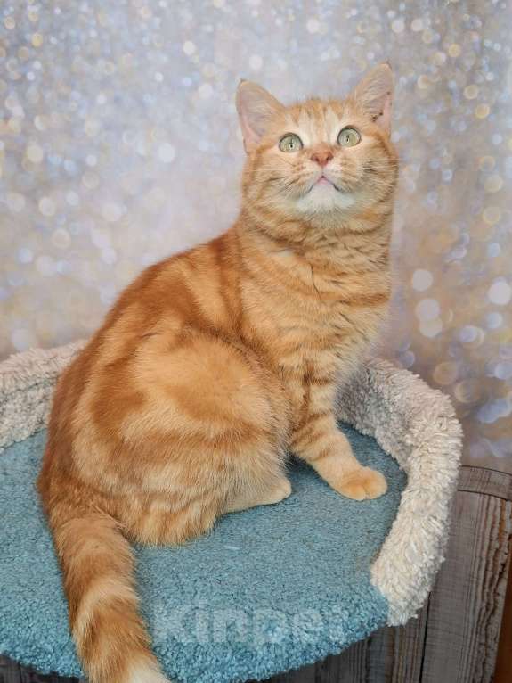 Кошки в Москве: Сания будет на выставке-пристройстве в Москве Девочка, Бесплатно - фото 8