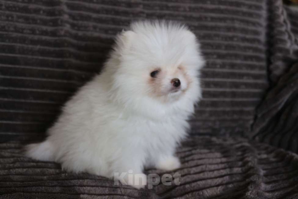 Собаки в Железногорске: Белоснежный шпиц. РКФ, метрика, родословная. Мальчик, 110 000 руб. - фото 2