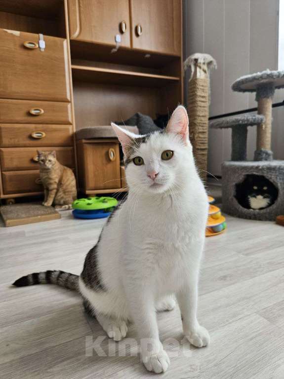 Кошки в Санкт-Петербурге: Ласковая Булочка ищет дом Девочка, Бесплатно - фото 6