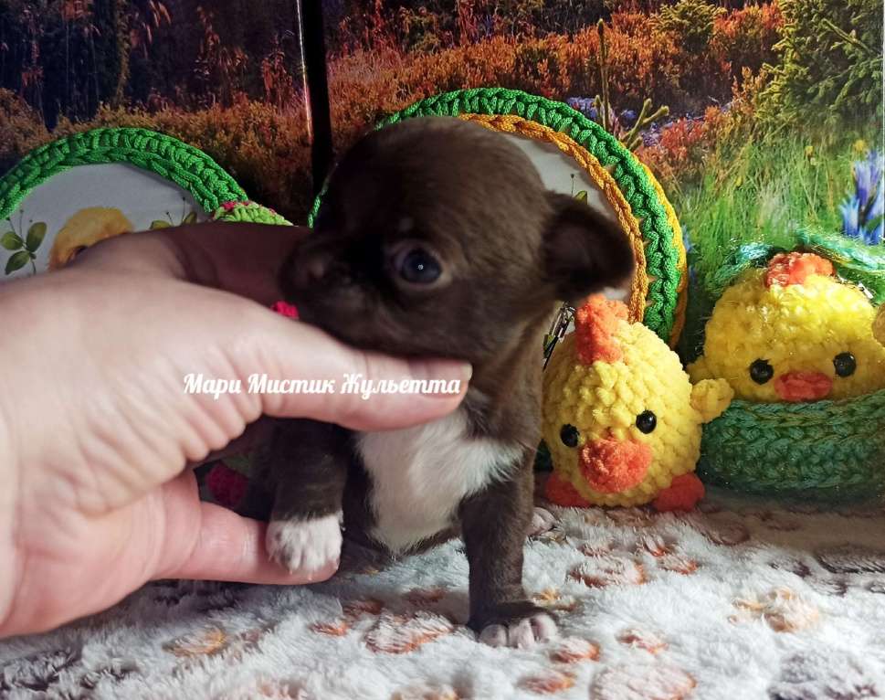 Собаки в Санкт-Петербурге: Жульетта короткошерстная чихуа шоколадного окраса Девочка, 60 000 руб. - фото 3