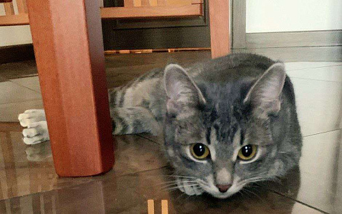 малышка Алиска ищет дом