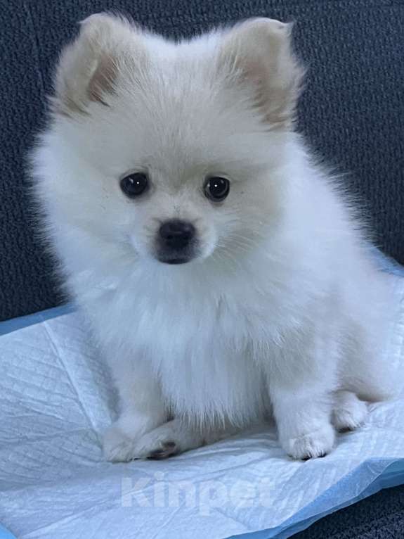 Собаки в Липецке: продаю шпица,девочка Девочка, 25 000 руб. - фото 1