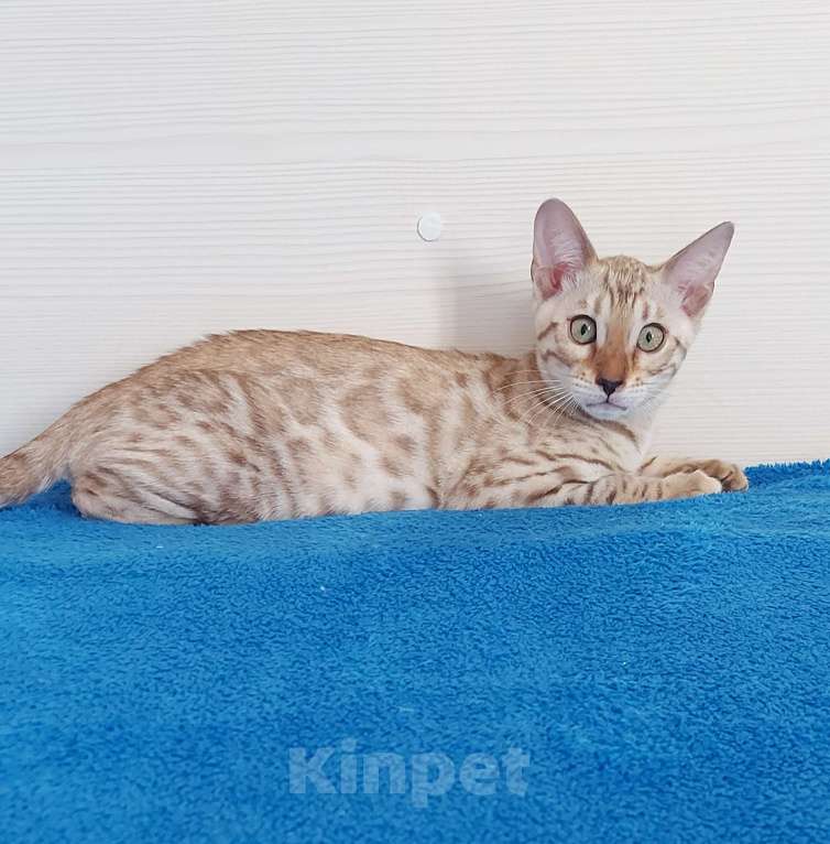 Кошки в Москве: Бенгальский котенок Девочка, 35 000 руб. - фото 7