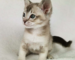 Кошки в Петергофе: тонкинские котята Девочка, 65 000 руб. - фото 3
