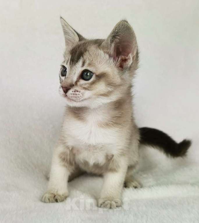 Кошки в Петергофе: тонкинские котята Девочка, 65 000 руб. - фото 3