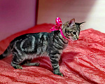 Кошки в Москве: котенок Варя ждет своего человека Девочка, 10 руб. - фото 4