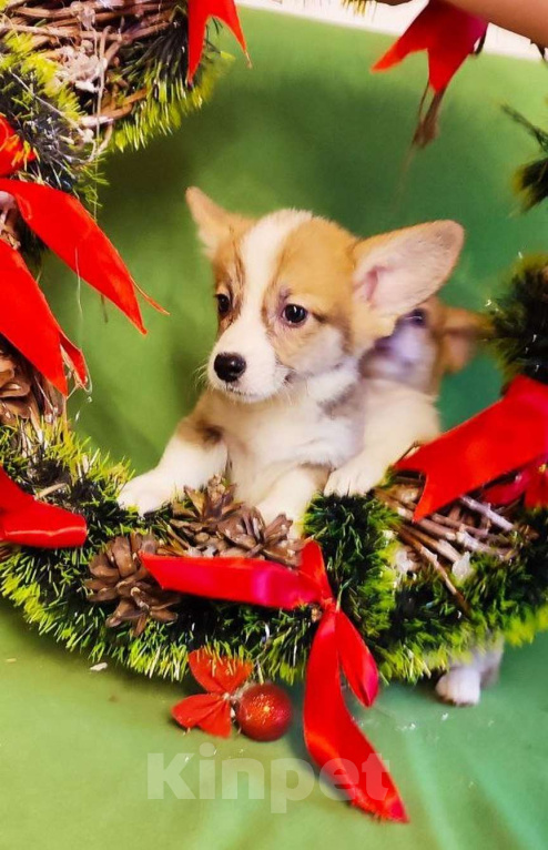 Собаки в Москве: Щенки Вельш-корги-пемброк Мальчик, 45 000 руб. - фото 3