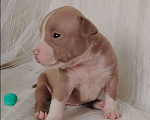 Собаки в Кинели: Американский булли Классик/ XL Мальчик, Бесплатно - фото 3