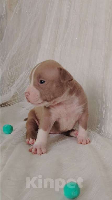 Собаки в Кинели: Американский булли Классик/ XL Мальчик, Бесплатно - фото 3