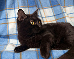 Кошки в Москве: Роскошная черная кошечка Лилу в добрые руки Девочка, Бесплатно - фото 4