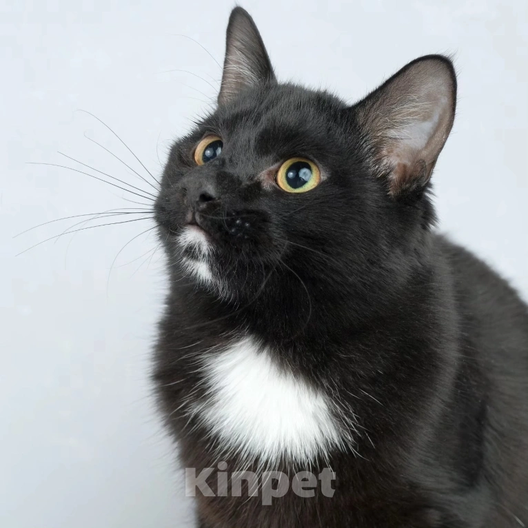 Кошки в Москве: Котик Пират никому не нужен Мальчик, Бесплатно - фото 4