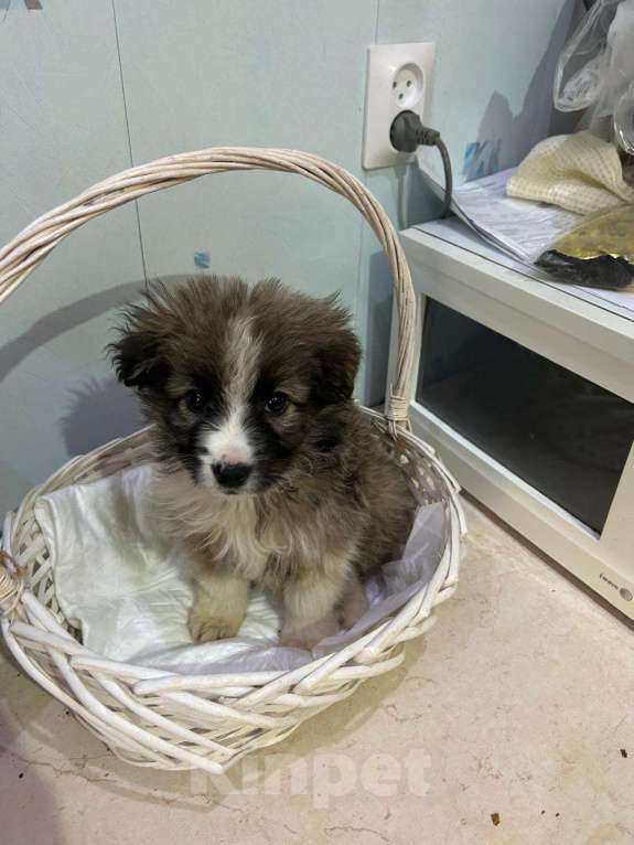 Собаки в Москве: Маленький щенок ищет дом! Девочка, Бесплатно - фото 5