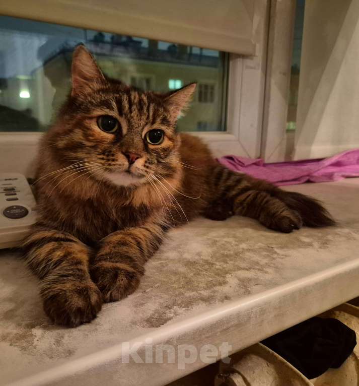 Кошки в Москве: Басилиса устала от безумных людей Девочка, Бесплатно - фото 1