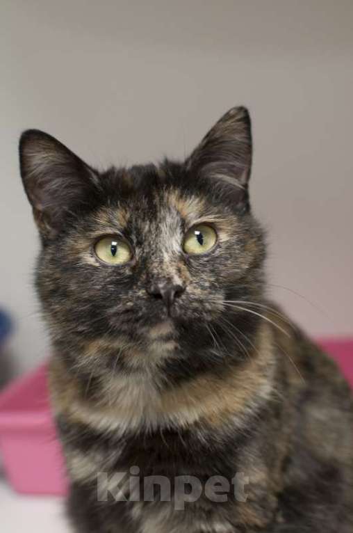 Кошки в Москве: Британские кошки химеры Тося и Тася в добрые руки Девочка, Бесплатно - фото 6