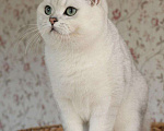 Кошки в Курске: Кот на вязку, 1 000 руб. - фото 1