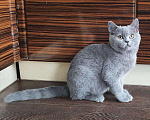 Кошки в Нововоронеже: Британская плюшевая кошечка, 7 000 руб. - фото 2