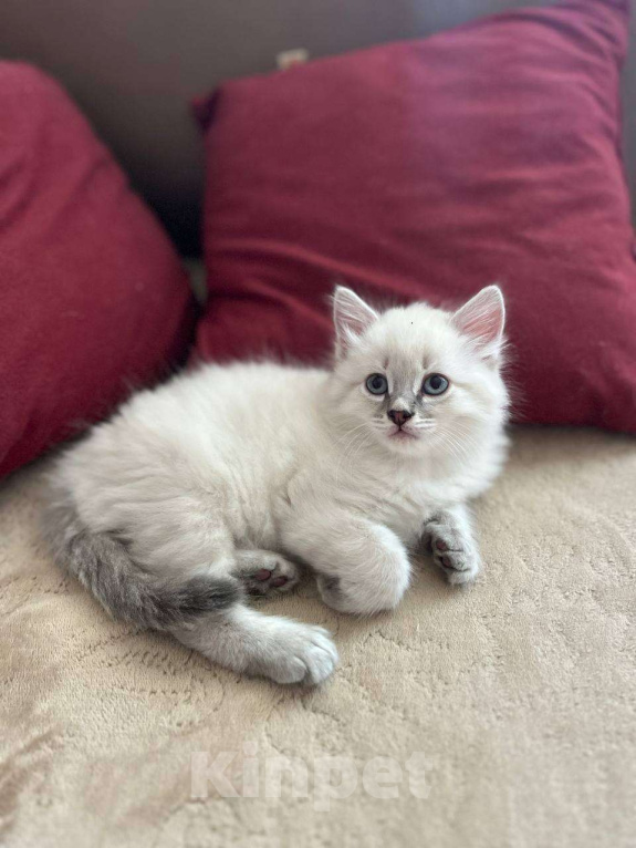 Кошки в Йошкаре-Оле: Котята породы Невская маскарадная Мальчик, 8 000 руб. - фото 6