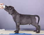 Собаки в Нижнем Новгороде: Немецкий Дог Чемпион Моего Сердца (Синяя лента) Мальчик, 100 000 руб. - фото 3