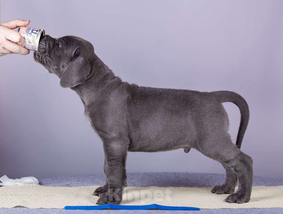 Собаки в Нижнем Новгороде: Немецкий Дог Чемпион Моего Сердца (Синяя лента) Мальчик, 100 000 руб. - фото 3