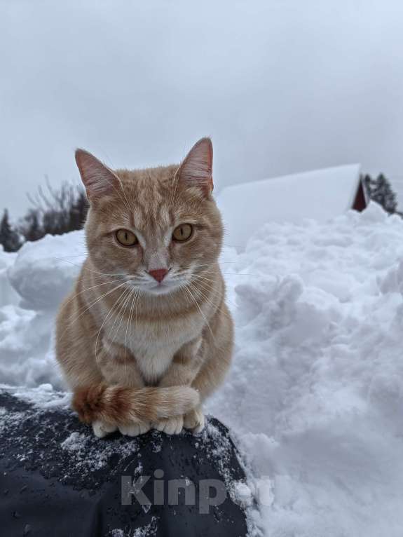 Кошки в Москве: Потерялся кот Мальчик, 25 000 руб. - фото 2