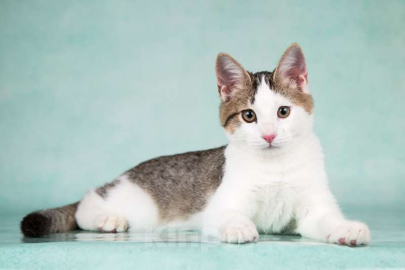 Кошки в Москве: Супер-ласковый и весело-играющий котенок Брюс Ли ищет дом Мальчик, 1 руб. - фото 2