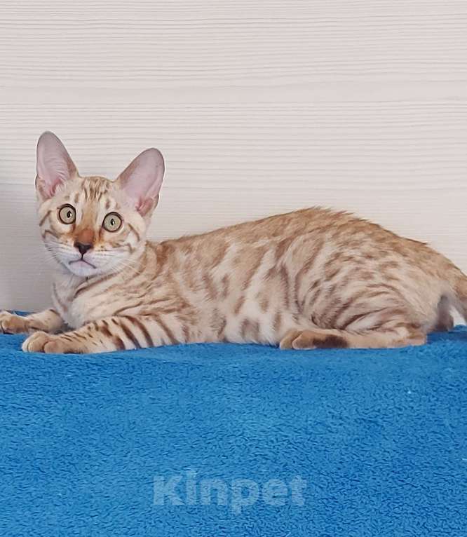 Кошки в Москве: Бенгальский котенок Девочка, 35 000 руб. - фото 2