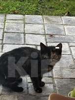 Кошки в Звенигороде: котята ищут дом Девочка, Бесплатно - фото 2