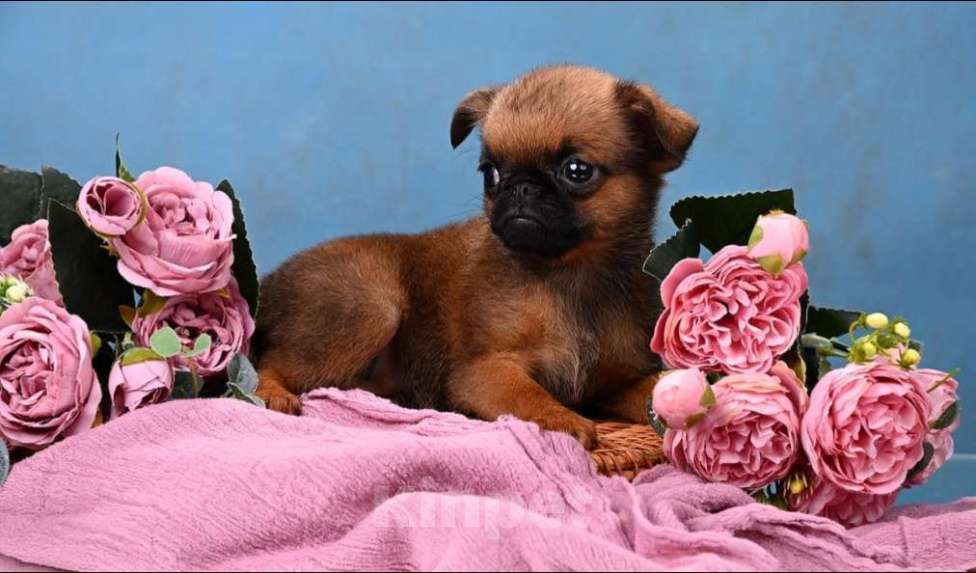 Собаки в Москве: Миниатюрная девочка пти-брабансон Девочка, 60 000 руб. - фото 3