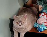 Кошки в Воронеже: Британская кошка, окраса фавн. Выведена из разведения.  Девочка, Бесплатно - фото 3