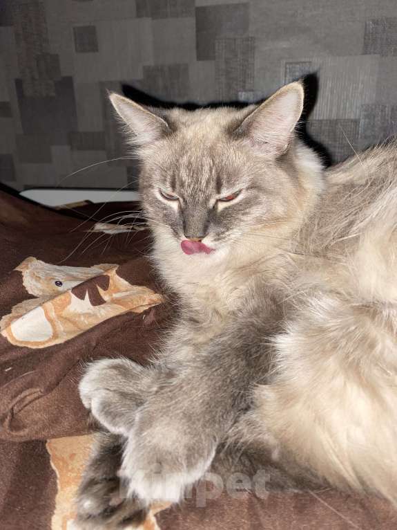 Кошки в Костроме: В добрые руки❤️ Девочка, Бесплатно - фото 3