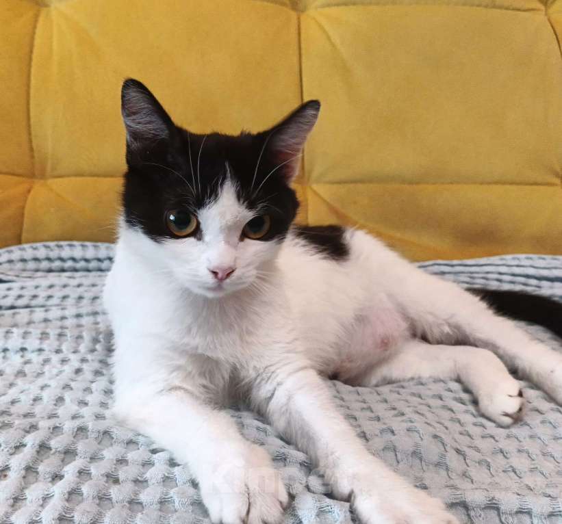 Кошки в Москве: Ласковая красоточка Луна в поисках своей семьи  Девочка, Бесплатно - фото 3