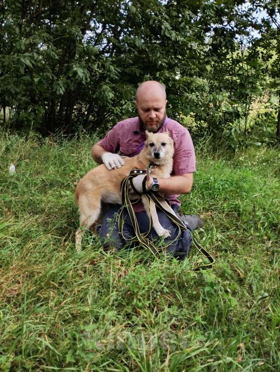 Собаки в Балашихе: Милая, скромная Леди Девочка, Бесплатно - фото 2