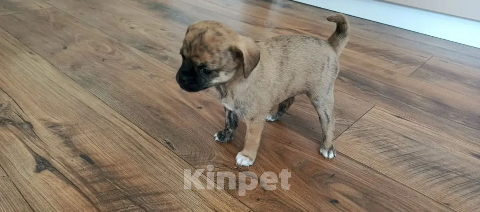 Собаки в Челябинске: Чихуахуа Мальчик, 25 000 руб. - фото 1