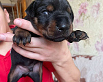 Собаки в Москве: щенки добермана европейского типа Девочка, 100 000 руб. - фото 7