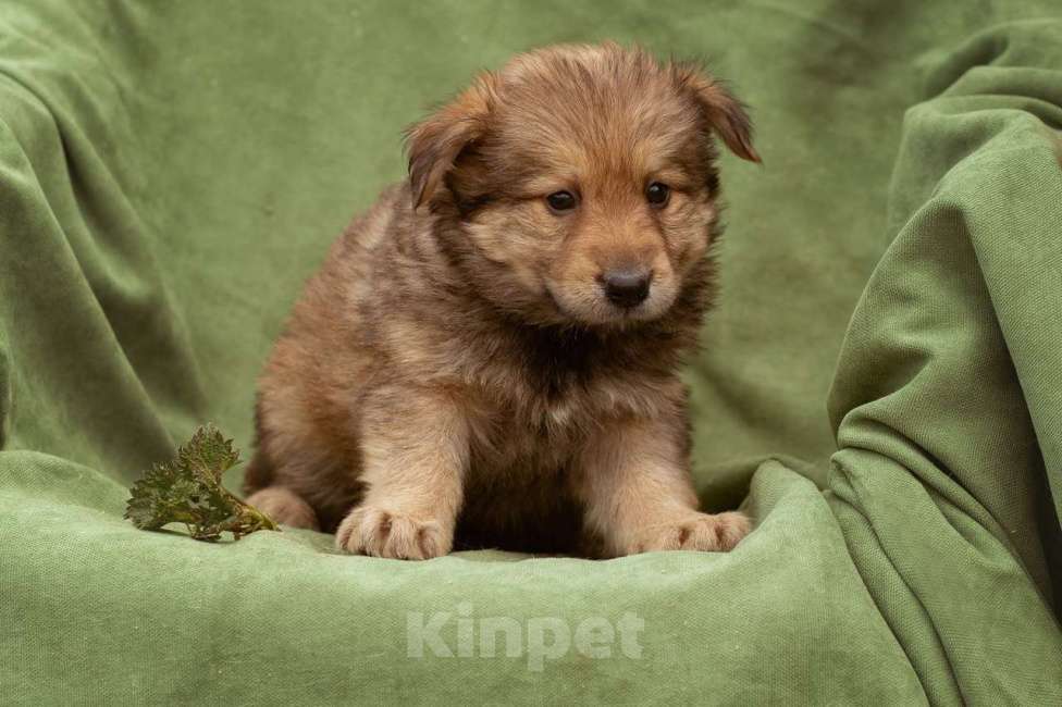 Собаки в Москве: щенок Яшма ищет семью Девочка, Бесплатно - фото 6